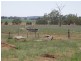 “Mandela” “Mandela”, Dunedoo NSW 2844
