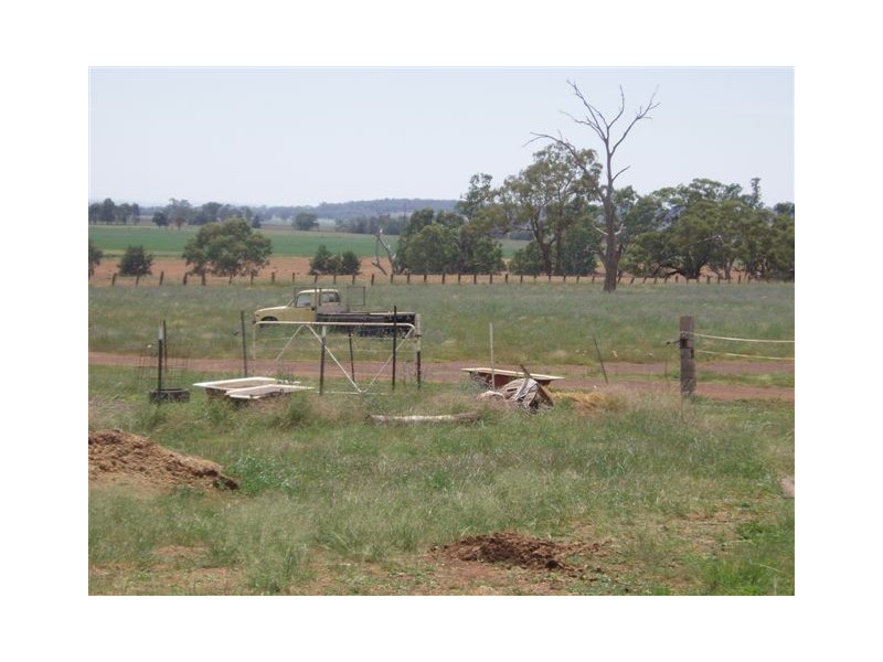 “Mandela” “Mandela”, Dunedoo NSW 2844