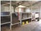 “Mandela” “Mandela”, Dunedoo NSW 2844