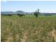 Lots 1 and 60 Spring Flat Road, Mudgee NSW 2850