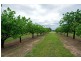 301 Stoney Creek Road, Mudgee NSW 2850
