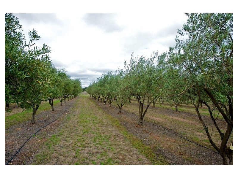301 Stoney Creek Road, Mudgee NSW 2850