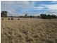Mudgee NSW 2850