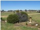 26 Black Lead Lane, Gulgong NSW 2852