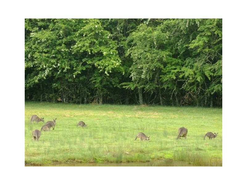 3864 Hill End Road, Mudgee NSW 2850