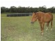 1802 Blue Springs Road, Gulgong NSW 2852