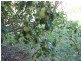 3013 Ulan Road, Mudgee NSW 2850