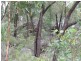 Lot 72 Blue Springs Road, Gulgong NSW 2852