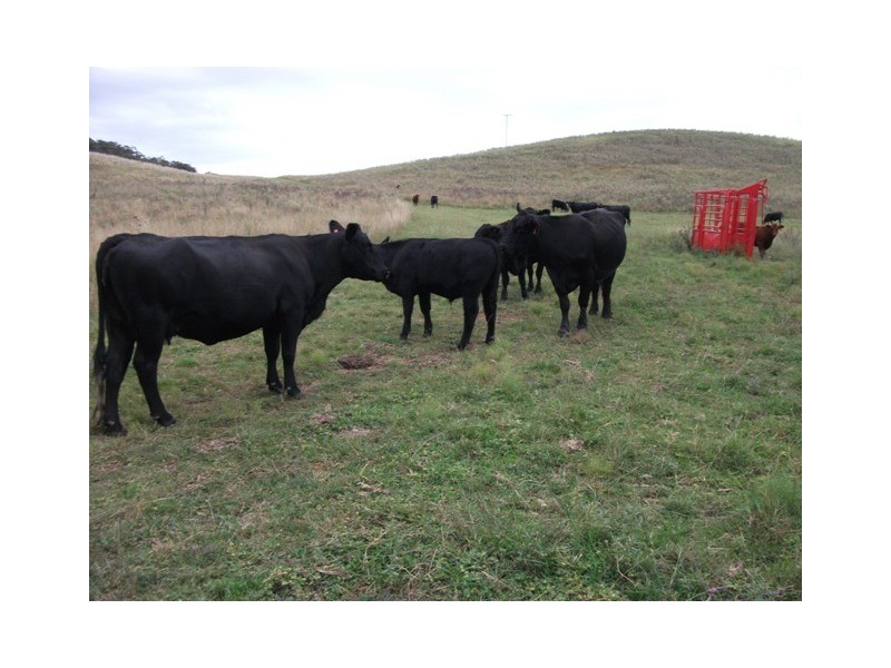 “Rosedale” Ulan Road, Wollar NSW 2850