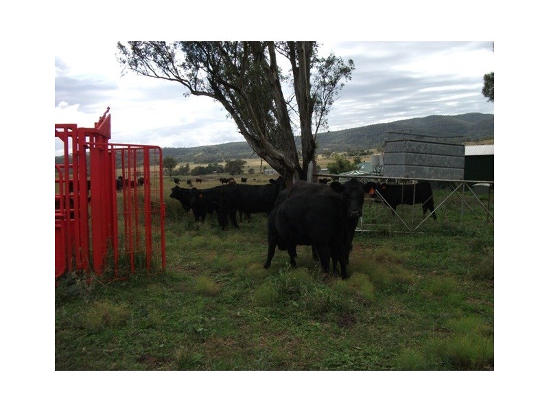 “Rosedale” Ulan Road, Wollar NSW 2850