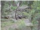 1062 ( Lot 72) Blue Springs Road, Gulgong NSW 2852