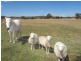 52 Norlenbah Road, Mudgee NSW 2850