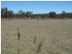 224 Stubbo Road, Gulgong NSW 2852