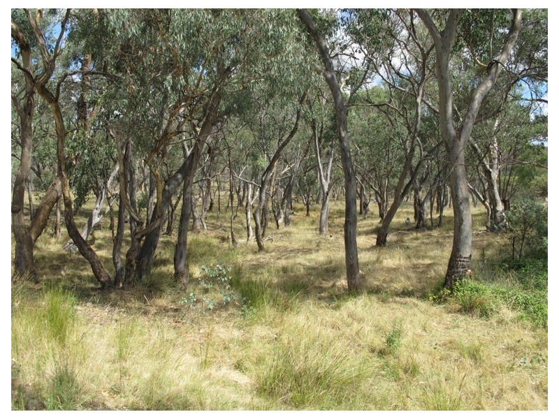 69 Wilson Road, Mudgee NSW 2850