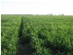 2764 McGrane Way, Narromine NSW 2821