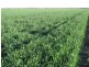 2764 McGrane Way, Narromine NSW 2821