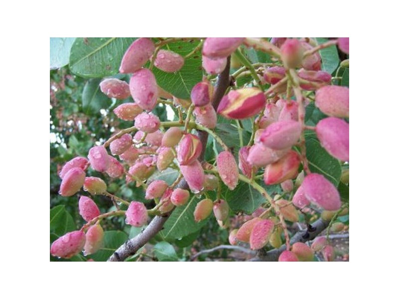 301 Stoney Creek Road, Mudgee NSW 2850