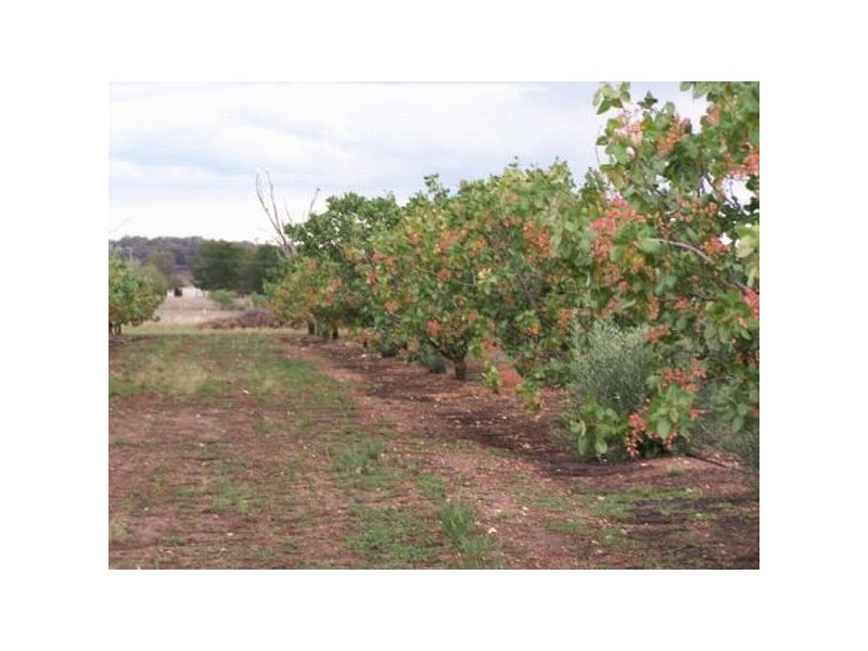 301 Stoney Creek Road, Mudgee NSW 2850