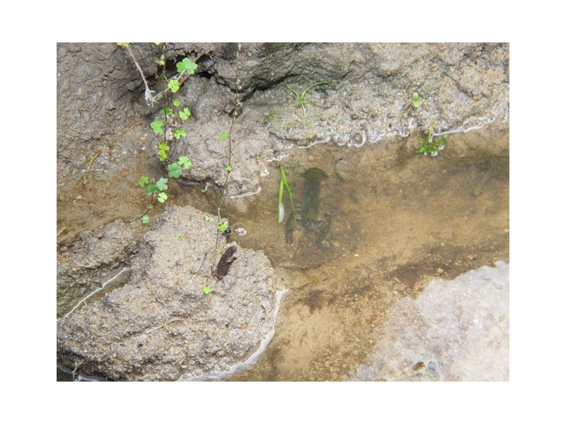 529 Ridge Road, Mudgee NSW 2850