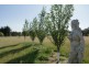 987 Black springs Road, Mudgee NSW 2850