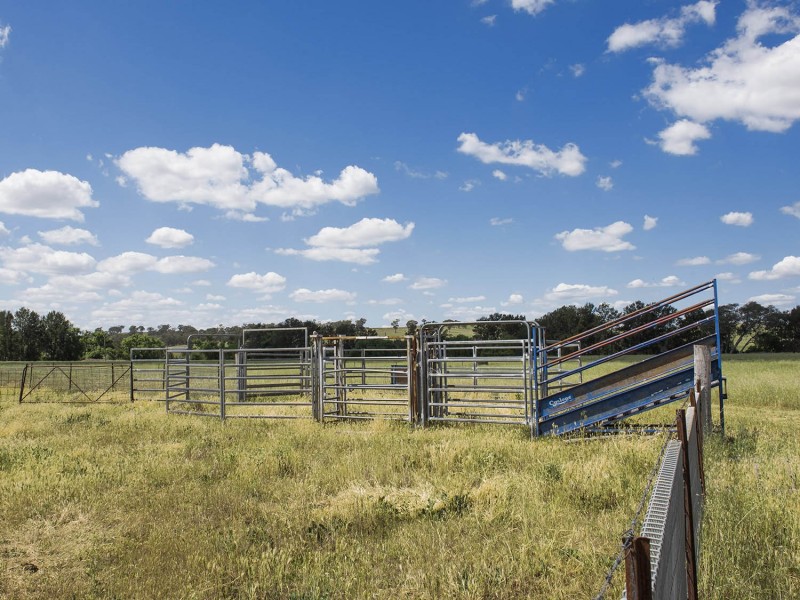 344 Wilbetree Road, Mudgee NSW 2850