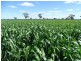 3099 McGrane Way, Narromine NSW 2821