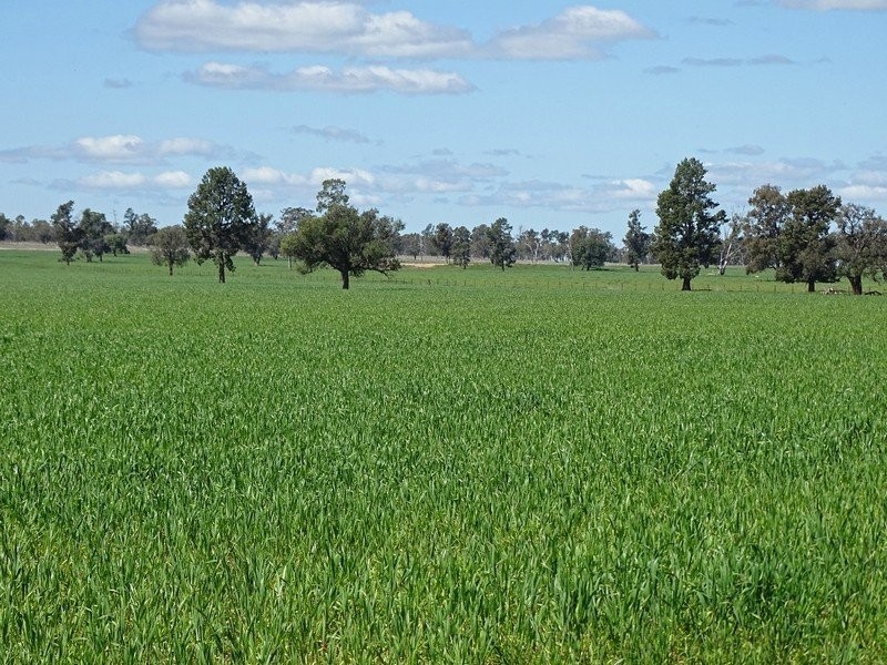 3099 McGrane Way, Narromine NSW 2821