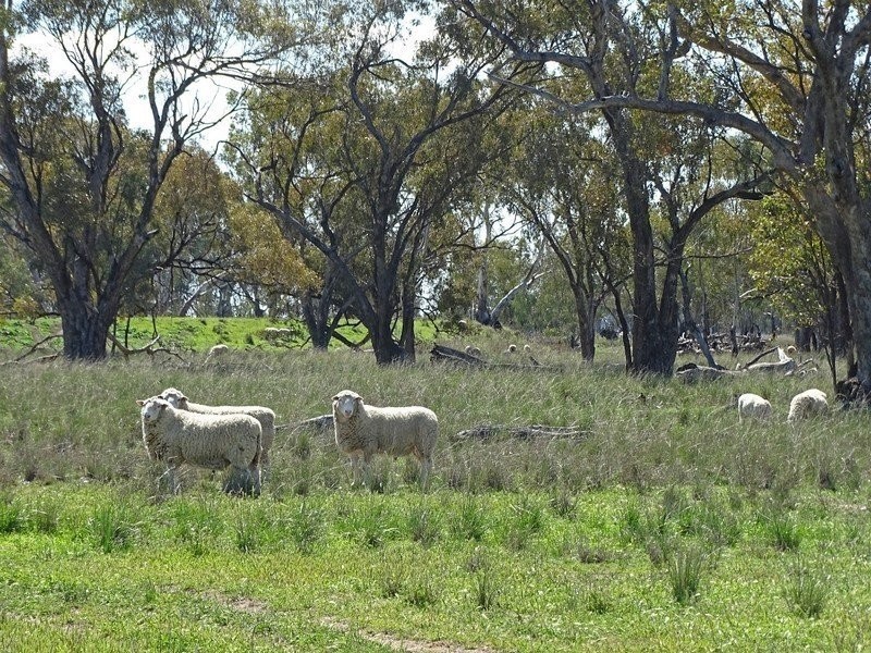 3099 McGrane Way, Narromine NSW 2821
