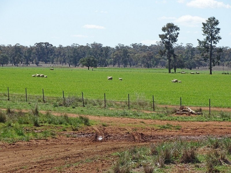 3099 McGrane Way, Narromine NSW 2821