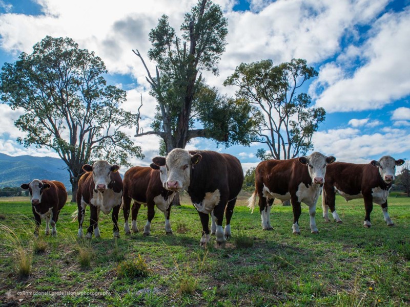 680 Castlereagh Highway, Mudgee NSW 2850