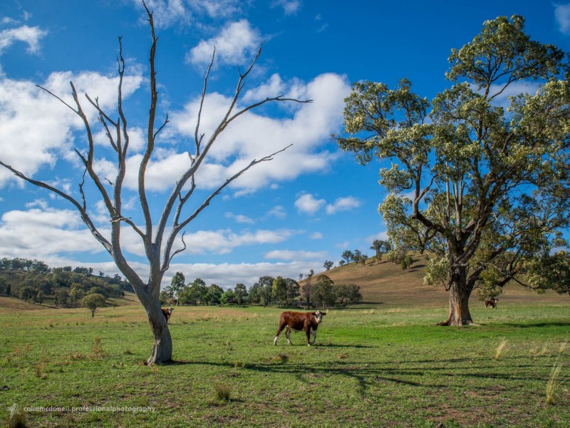 680 Castlereagh Highway, Mudgee NSW 2850