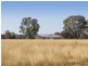 593 Spring Creek Road, Mudgee NSW 2850