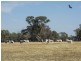 593 Spring Creek Road, Mudgee NSW 2850