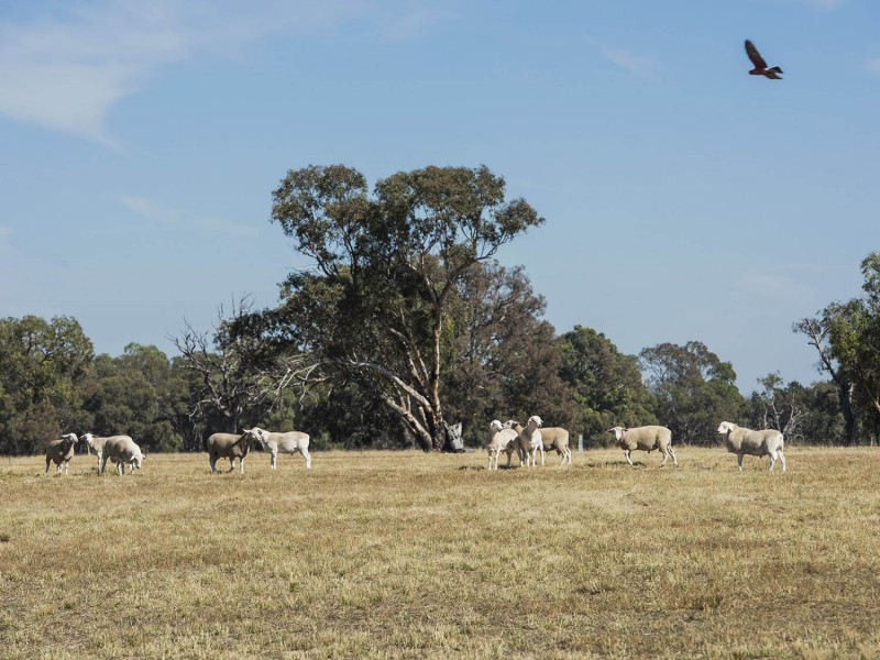 593 Spring Creek Road, Mudgee NSW 2850