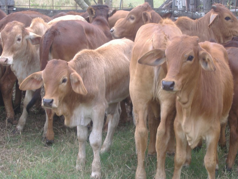 “Kingsborough” Victoria Plains, Victoria Plains QLD 4751