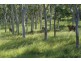 “Kingsborough” Victoria Plains, Victoria Plains QLD 4751