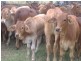 “Kingsborough” Victoria Plains, Victoria Plains QLD 4751
