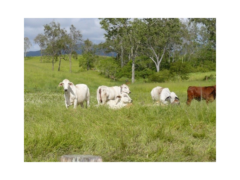 234 Rogers Road, Mount Charlton QLD 4741