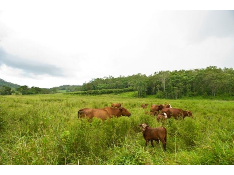 859 Yakapari-Habana Road, Habana QLD 4740