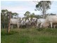 88479 Bruce Highway, Koumala QLD 4738