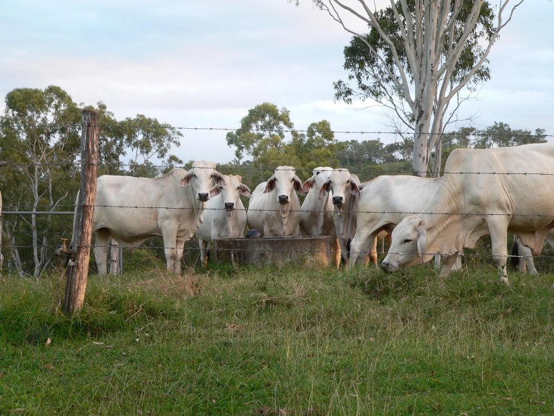 88479 Bruce Highway, Koumala QLD 4738