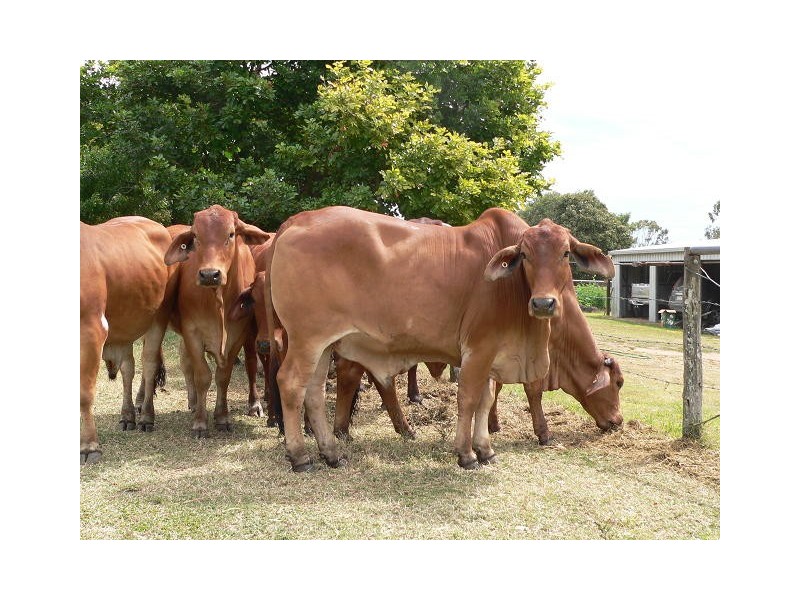 88479 Bruce Highway, Koumala QLD 4738