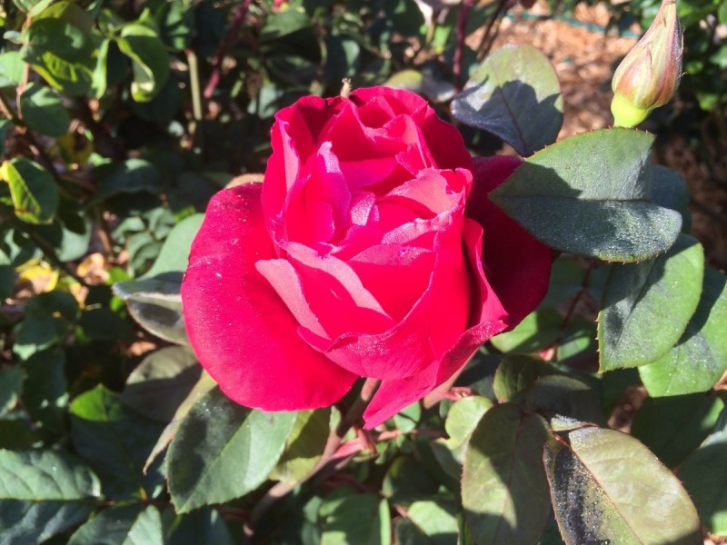 1 Lawson Drive, Port Lincoln SA 5606