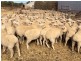 27878 Flinders Highway, Streaky Bay SA 5680
