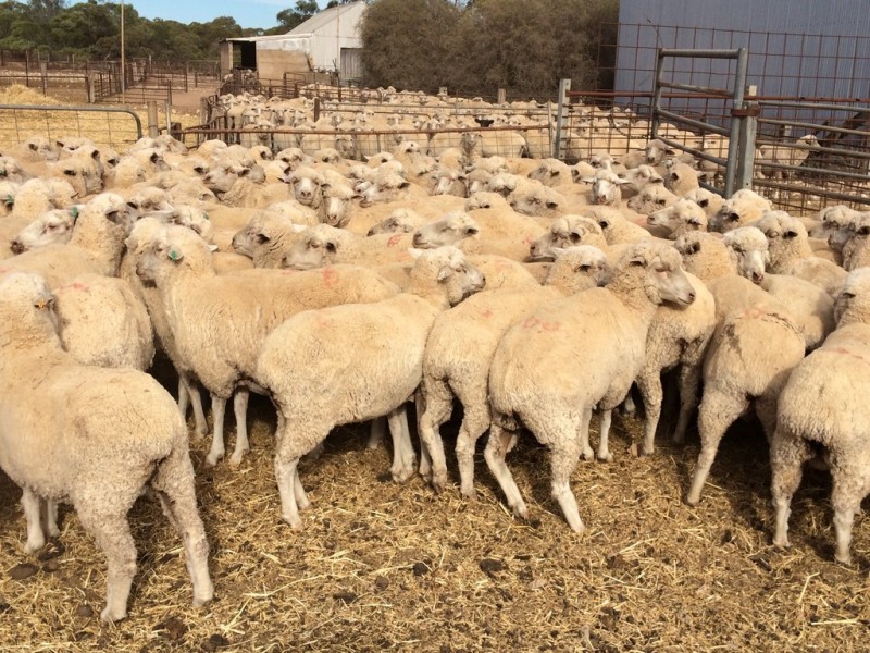 27878 Flinders Highway, Streaky Bay SA 5680