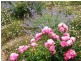 17 McFarlane Ave, Port Lincoln SA 5606