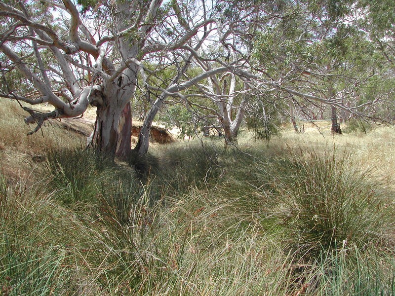 Lot 50 Flinders Highway, Coulta SA 5607