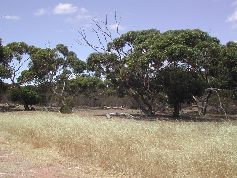 Lot 50 Flinders Highway, Coulta SA 5607