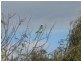 Lot 50 Norton Lane, BIG SWAMP via, Port Lincoln SA 5606