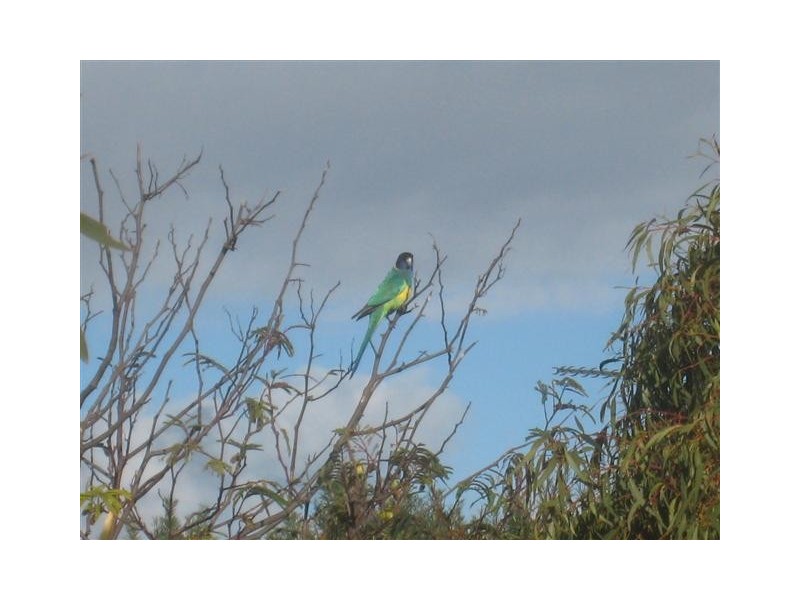 Lot 50 Norton Lane, BIG SWAMP via, Port Lincoln SA 5606